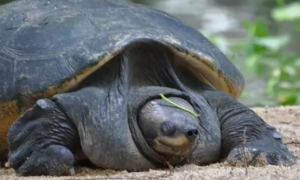 马来西亚巨龟是半水龟吗？