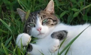 小区里的流浪猫，每天都有人投喂，可如今草丛里却传出猫的惨叫声