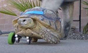 三脚乌龟走不动路 主人帮忙装辅助轮让其行走