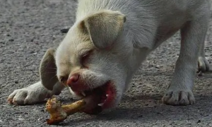 小狗可以吃骨头吗？狗绝对不能吃的食物。