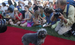 世界最丑狗比赛在美加州举行 各款狗狗比拼“天然丑”