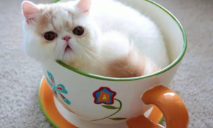 茶杯猫饮食注意什么？茶杯猫饮食注意事项