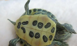红耳巴西龟怎么分公母？不妨来看看吧