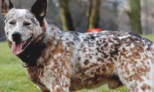 世界上寿命最长的狗“布兽伊”的澳洲牧牛犬然活了29年5月