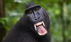 喜欢“扮鬼脸”的动物-黑冠猕猴