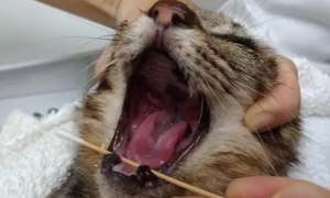 猫咪拔牙的方法及术后护理，养猫的看过来！