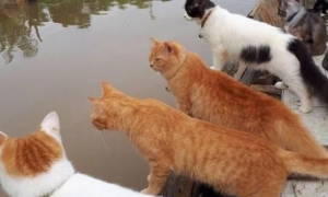 宠主带着群猫驾船捕鱼，船边站立一排猫咪，估计要把鱼都吓跑了