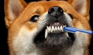 宠物牙周炎的诱因有哪些，宠物牙周炎该怎么治疗