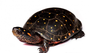 星点水龟可以跟草龟混养吗？你知道吗？