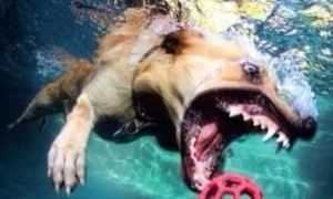 五张狗狗跳进水里捡玩具的照片，二哈特立独行，网友：纯种哈士奇