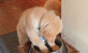 小黄金猎犬疯狂按摩水碗 妹妹在旁边接水喝