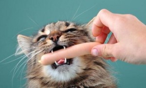 怎么纠正猫咪爱咬手指的习惯,教你几招纠正猫咪坏习惯