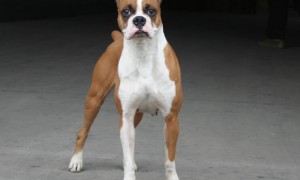 拳师犬的习性特征及常见疾病