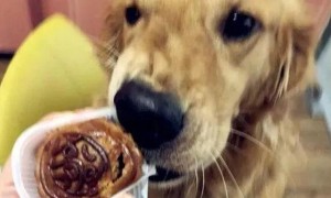 狗狗能吃月饼吗？警醒这种月饼！小小的一块就能“取它狗命”