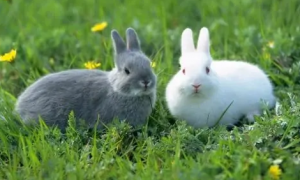 兔草的意思是什么？
