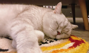 如何训练猫猫在固定的地方睡觉？