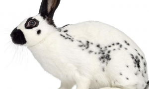 怎么训练英国斑点兔大小便 要耐心训练