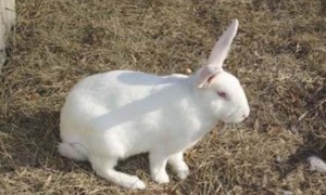 日本大耳兔好养吗 是优良皮肉兼用型品种