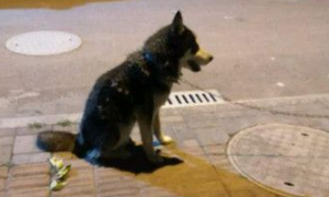 狗狗被拴在路灯下面 狗狗的遭遇让人很心疼