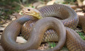 澳洲金刚蛇怎么养 饲养时要格外的当心