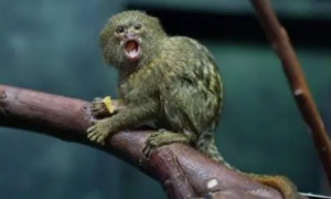 侏儒绒猴：地球上最小的猴子，小巧灵活的捕猎高手