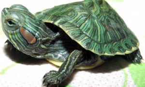 巴西红耳龟多久喂一次？千万要记住