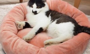 如何训练猫咪在固定的地方睡觉?教猫咪睡自己的猫窝!