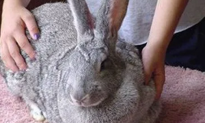巨型花明兔吃什么 是一种很能吃的兔子