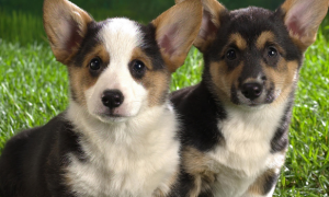 狗狗是如何感染犬瘟的，犬瘟晚期能注射单抗治疗吗?