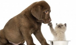 猫狗也能互帮互助，猫和狗可以一起养吗？