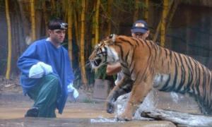 澳昆士兰动物园又发生老虎咬伤驯兽师事故