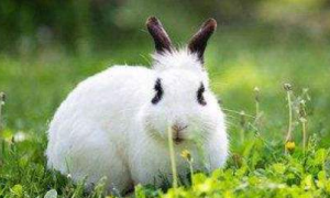 哈白兔好养吗 保证哈白兔的环境适宜