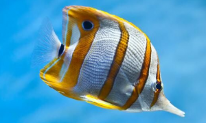 什么热带鱼最漂亮？推荐几种漂亮的热带鱼