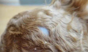 宠物狗皮肤病真菌感染怎么办呢？