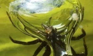 奇特的水蜘蛛，生活在水下世界，还能在水中用蛛丝筑巢