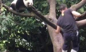 熊猫一反常态，拼命爬树，远离奶爸，原因让人捧腹大笑！