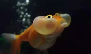 金鱼中的贵族，水泡眼金鱼很漂亮，如何能养好它