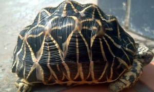 印度星龟冬眠吗？