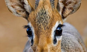 犬羚自带美瞳眼睫毛，被有钱人当宠物养，售价高达6000美元