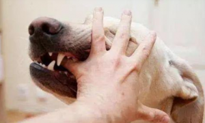 狗狗打狂犬疫苗期间又被咬伤了怎么办？来看看吧