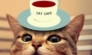 青岛猫咖啡 | 揭秘“猫咖”：青岛的时尚新宠 人气高也有争议