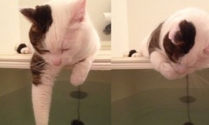 女子到处找不到猫，最后发现猫趴浴缸上不动吓一跳