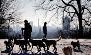 英国警方将建世界首个狗狗基因库，解决疫情期间飙升的偷狗率