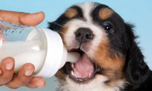 哪些狗狗不合适喝牛奶？狗狗喝牛奶危害？