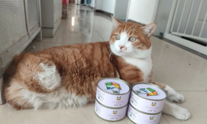 感谢Boopucat波普猫捐赠200箱罐头，助力流浪动物饱暖