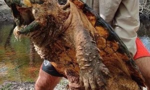 佛罗里达州一小河出现三只巨大鳄龟，最大一只达45千克，非常罕见