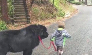 2岁男童出走，携带极大的小狗当私人保镖，把人逗笑