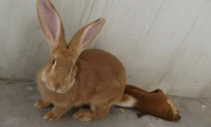 太行山兔怎么挑选 被毛黄色耳较短厚且直立