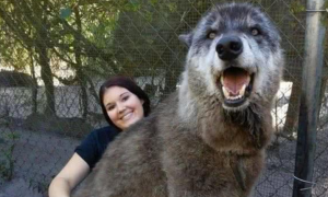 灰狼、西伯利亚雪橇犬、德国牧羊犬杂交，这么大的狼狗你见过吗？