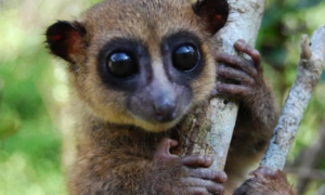 马达加斯加新发现的侏儒狐猴——“格罗夫斯侏儒狐猴”体型比松鼠还小
